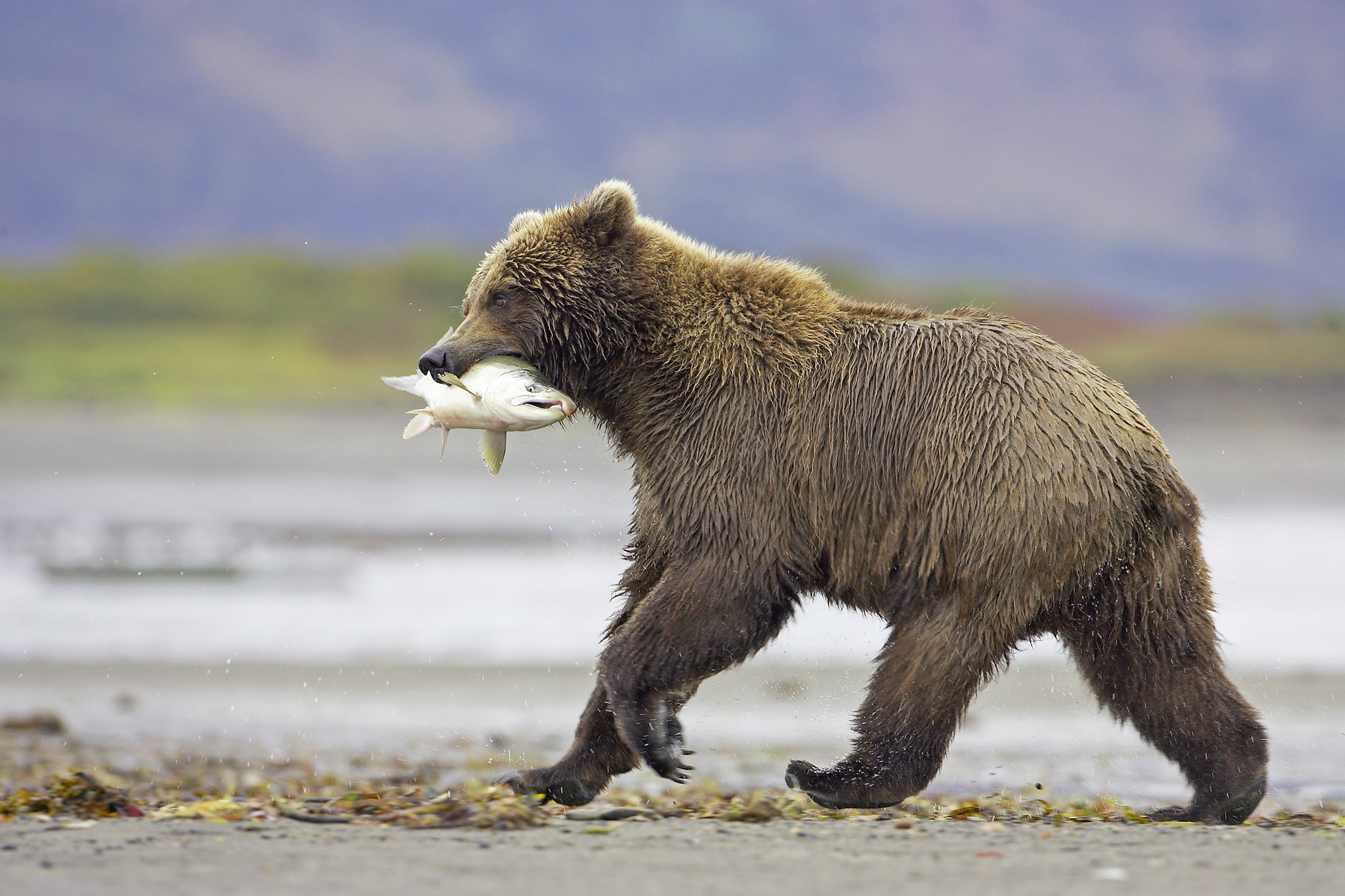 Grizzly0033
